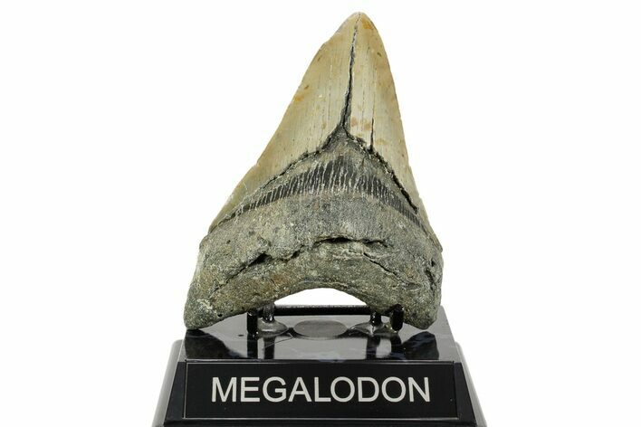 Serrated, Fossil Megalodon Tooth - North Carolina #365980